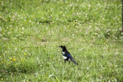 N/A Uccelli natura 