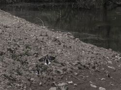 Nago (Tn) Lago di Loppio Natura Animali Uccelli 