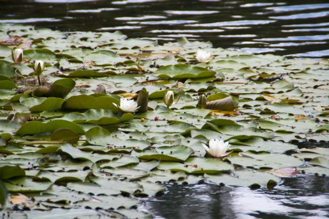 Lago di Cei Lago Natura Piante acquatiche 