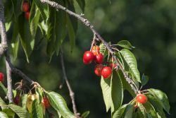 N/A Natura Frutta Cigiegie 