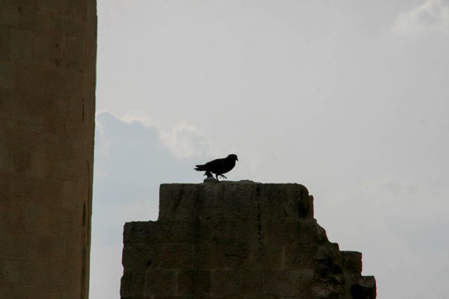 Spello Uccelli Natura 