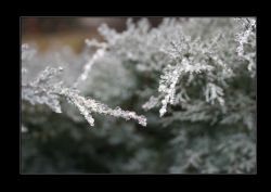 Indefinito Rugiada Natura Gocce di rugiada al mattino