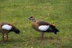 Faenza natura Uccelli Parco 