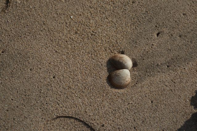 Brasile Mare Natura Conchiglie 