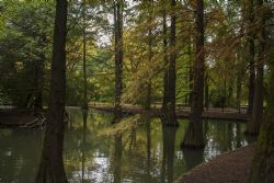 Faenza Natura Acqua Laghetto Piante americane presso il Parco Bucci a Faenza