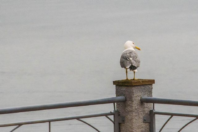 Sirolo Uccello, Gabbiano 