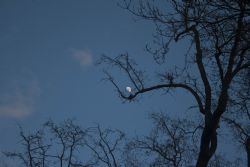 Bologna Luna Cielo Giardini Margherita la luna tra i rami di un albero