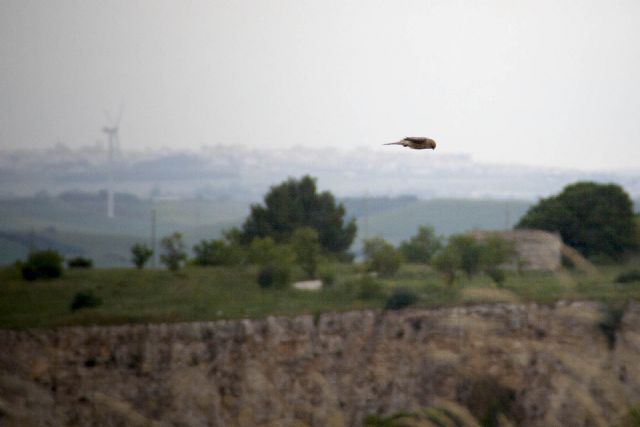 Matera Falco Grillaio Animali Uccelli Natura 