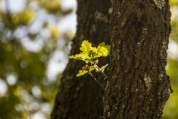 N/A Natura Tronco d'albero 