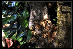 Indefinito Natura HDR 