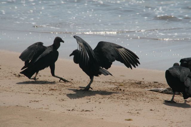 Brasile Uccelli Natura Mare 