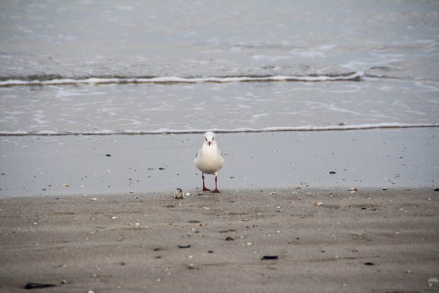 Rimini Uccello Natura Mare 