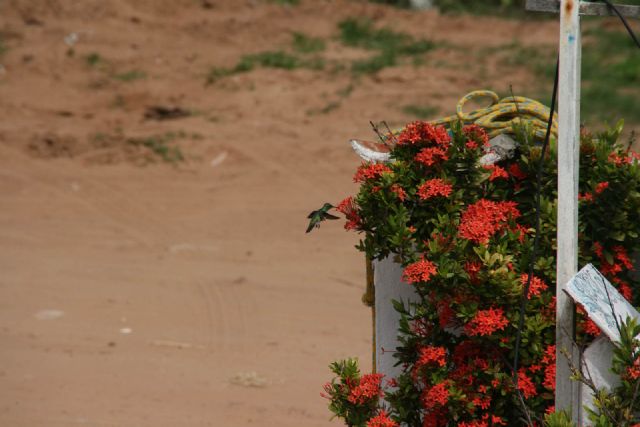 Brasile Colibrì Natura Uccelli 