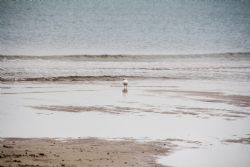 Marina di Ravenna Mare Gabbiani Uccelli Natura 