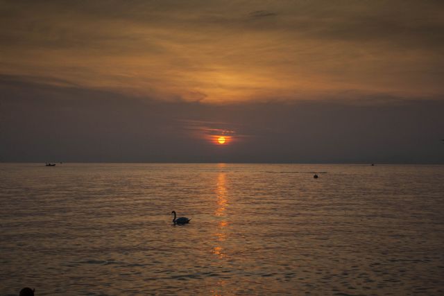 Bardolino Lago Tramonto Cigno 