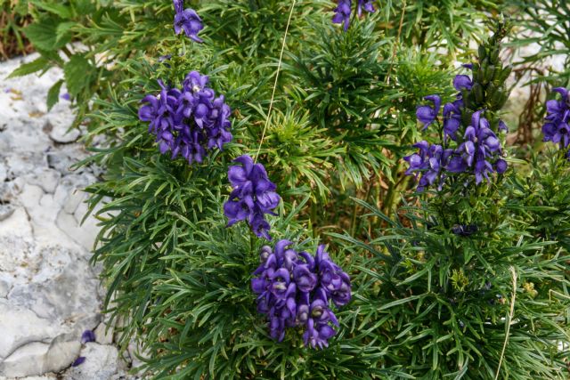 Monte Baldo Natura Fiori 