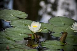 Valeggio sul Mincio (Vr) Fiori Natura Parco Sigurà