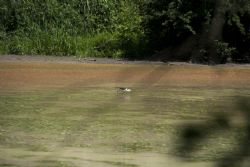 Savignano (Mo) Uccelli Fiume Panaro Natura Airone 