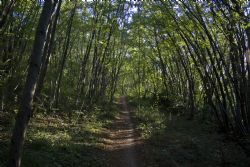 Verona Bosco Strada Sentiero 