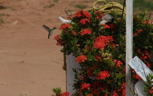 Brasile Colibrì Natura Uccelli 