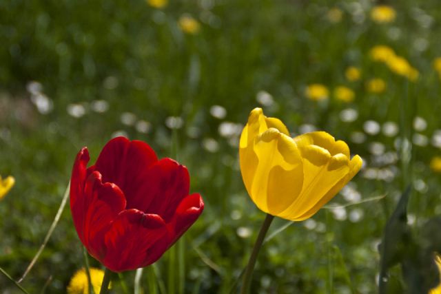 N/A Natura Fiori 