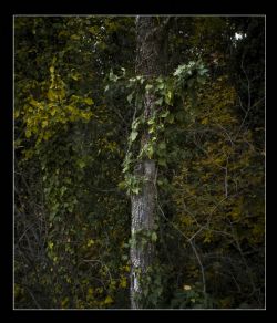 N/A Bosco Natura 