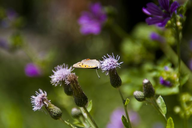 N/A Farfalla Natura 