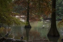 Faenza Natura Acqua Laghetto Piante americane presso il Parco Bucci a Faenza