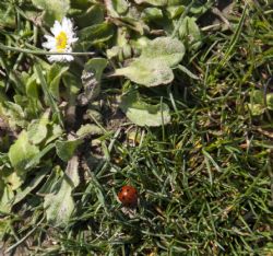 N/A Natura Coccienalla 