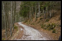 Bosco Chiesa Nuova (Vr) Natura Sentiero 