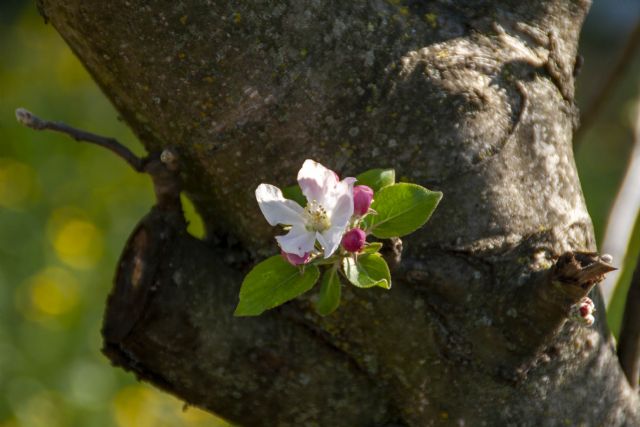 N/A Fiore di cigliegio 