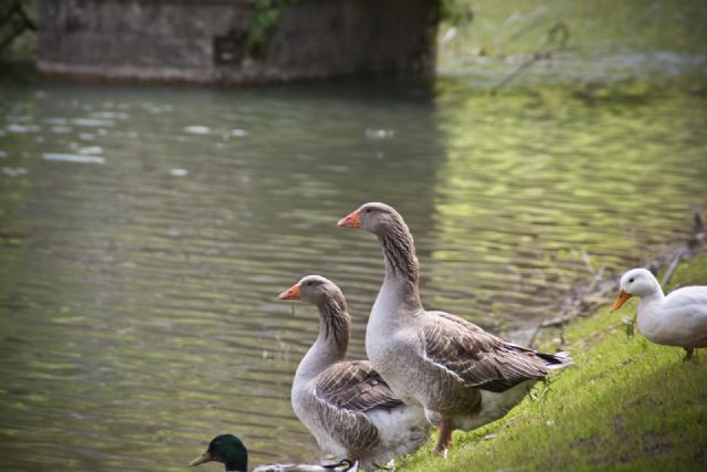 Castel dell'Alpi Lago Natura Oche Uccelli 