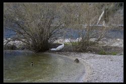 Torbole (Tn) Cigno Lago  