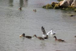 Bardolino Uccelli natura Gabbiani Anatre Preso io