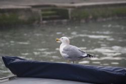 Venezia Canale Uccelli  