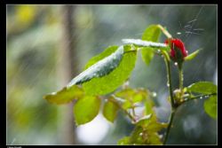 Indefinito Fiori Natura Temporale Un fiore toccato dalle gocce