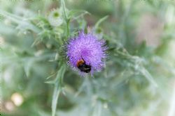 Parco Regionale Sassi di Roccamalatina (Mo) Natura Fiori 