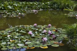 Valeggio sul Mincio (Vr) Fiori Natura Parco Sigurà