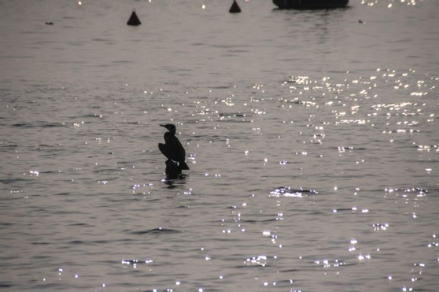 Lago di Garda Animali Natura Lago 