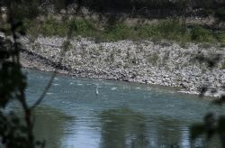 Savignano (Mo) Uccelli Fiume Panaro Natura Airone Airone Cenerino sul fiume Panaro