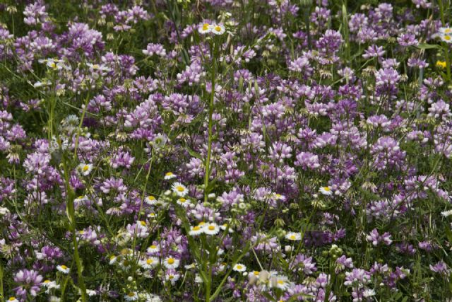 N/A Natura Fiori 