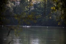 Verona Fiume Adige Natura Uccelli Gabbiani Camminata Parco dell'Adige