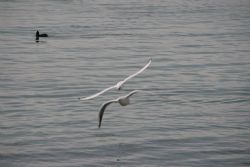 Bardolino (Vr) Lago Animali Uccelli Gabbiani Ti Prendo!!!!