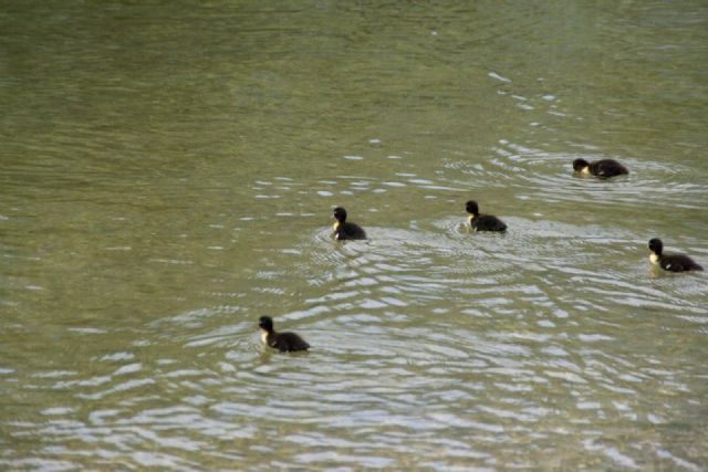 Torbole Natura animali Anatre 