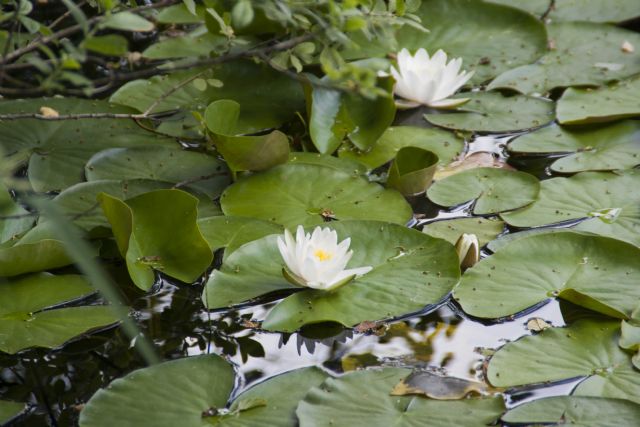 Lago di Cei Lago, Natura,Piante acquatiche 