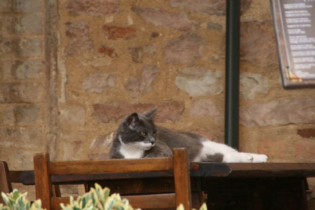 Spello Gatto 