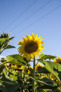 N/A Fiori Natura Girasoli