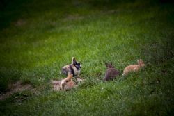 Faenza Conigli Natura Parco 