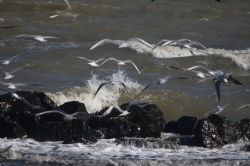 Porto Garibaldi Gabbiani Natura Uccelli Mare 