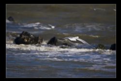 Porto Garibaldi Gabbiani Natura Uccelli Mare 